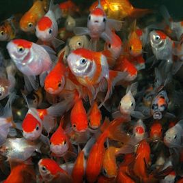 Voiles de Chine assortis 3-5 cm 0,50 €