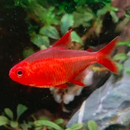 Hyphessobrycon sp red cherry 3-4 cm RARE