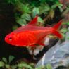 Hyphessobrycon sp red cherry 3-4 cm lot de 5 RARE