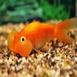 Bubles eyes mix color 4-5 cm 9,50 €