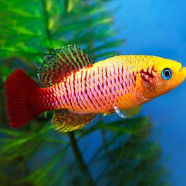 Nothobranchius guentheri gold le couple