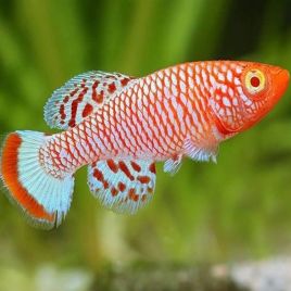 Nothobranchius Rachovi albinos le couple 3-4cm 18,50 €