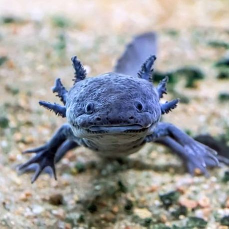Axolotl Ambystoma mexicanum Brun/Noir 12-15cm 37,50 €