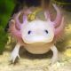 Axolotl Ambystoma mexicanum albinos 12-15 cm 37,50 €