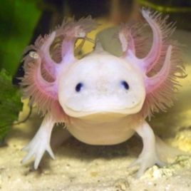 Axolotl Ambystoma Mexicanum Albinos 12-15 cm 37,50 €