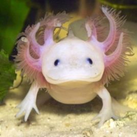 Axolotl Ambystoma mexicanum albinos 12-15 cm