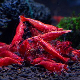 Neocaridina heteropoda - Red fire 