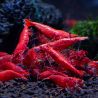 Neocaridina heteropoda - Red fire lot de 10