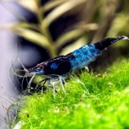 Crevette carbon blue Rili 