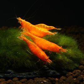 Neocaridinia davidi orange 