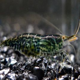 Neocaridina davidi green jade lot de 5 25,00 €