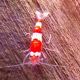Crevettes red crystal - Caridina Cantonensis  7,50 €