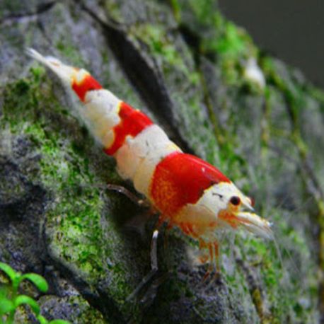 Crevettes red crystal - Caridina Cantonensis lot de 5  35,00 €