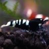Caridina pinto black lot de 5 
