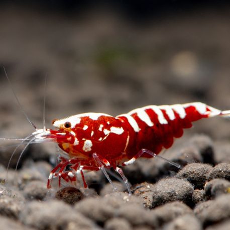 Caridina pinto red 12,50 €