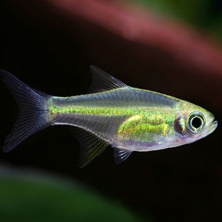 Microdevario - Rasbora Kubotai 2,50 €