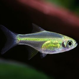 Microdevario-Rasbora Kubotai lot de 10 18,50 €