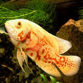 Astronotus Ocellatus Oscar tigrés Rouge albino 7-8 cm
