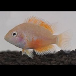 Cichlasoma Nigrofasciatum gold 6-7cm 