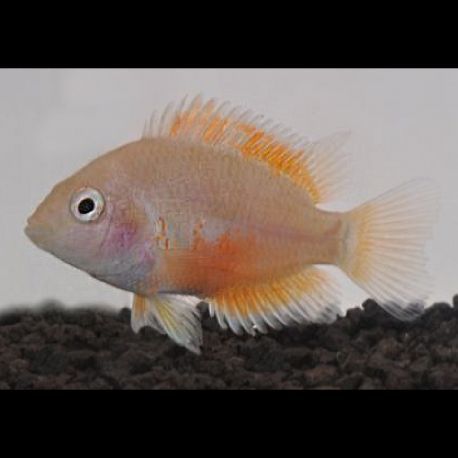 Cichlasoma Nigrofasciatum gold 6-7cm 
