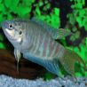 Macropode bleu 5-6 cm