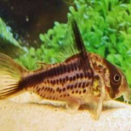 Corydoras Axelrodi lot de 2