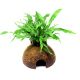 Microsorum sur noix de coco 14,50 €