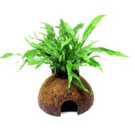 Microsorum sur noix de coco 14,50 €