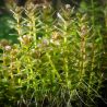 Rotala indica bonzaï 