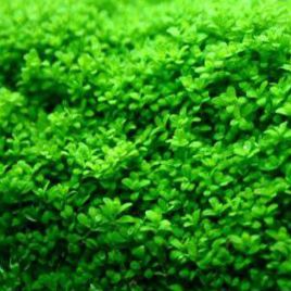 Hemianthus callichitroides cuba 3,75 €