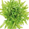 Pogostemon helferi