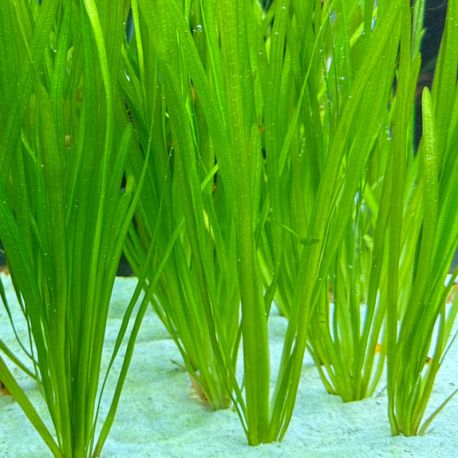 Vallisneria spiralis