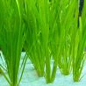 vallisneria spiralis