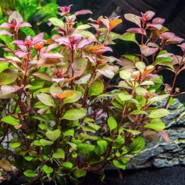 Ludwigia sp mini red