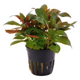 Ludwigia glandulosa 22,00 €