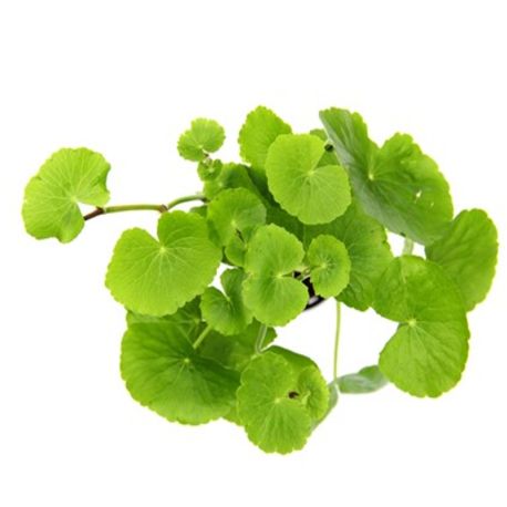 Hydrocotyle leucocephola 5,00 €