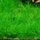 Eleocharis Acicularis 3,75 €