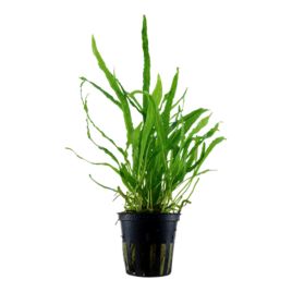 Microsorum narrow "feuilles fines" 5,50 €