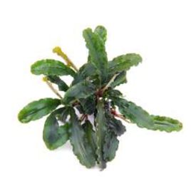 Bucephalandra wavy green 8,50 €