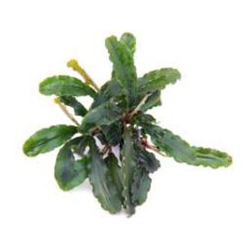 Bucephalandra wavy green