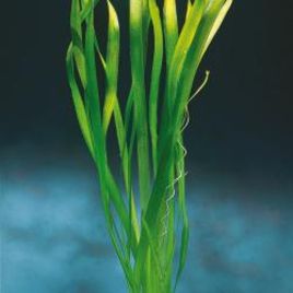 Vallisneria gigantea, taille XL