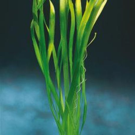 Vallisneria gigantea, taille XL