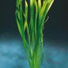 Vallisneria gigantea, taille XL