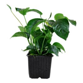 Lot de 5 anubias mix sélectionées