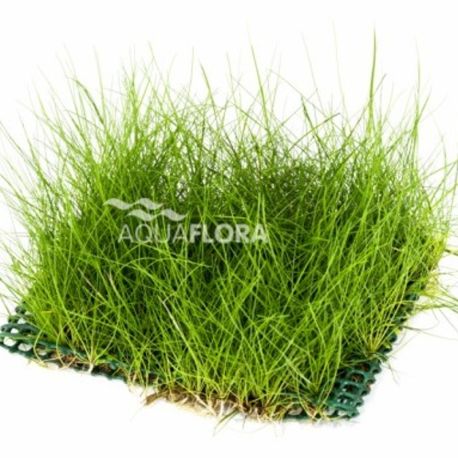 Tapis 15x10 cm Eléocharis acicularis 9,50 €