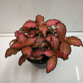 fittonia red - pot de 5cm