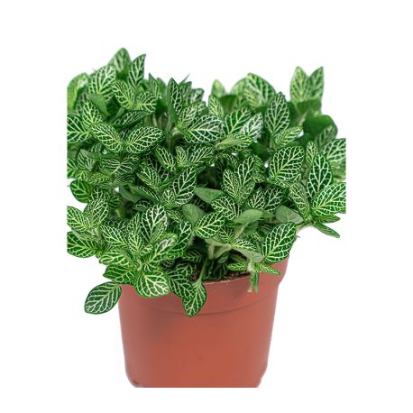 fittonia vert - pot de 5 cm 6,50 €