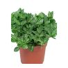 fittonia vert - pot de 5 cm