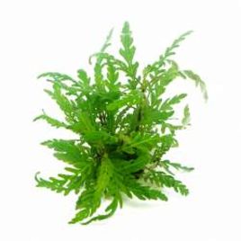 Hygrophylla pinnatidifida 6,50 €