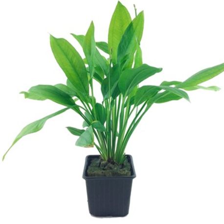 Echinodorus Mix pied mère